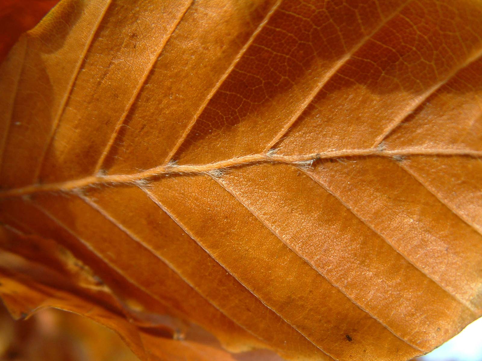 Burning leaves